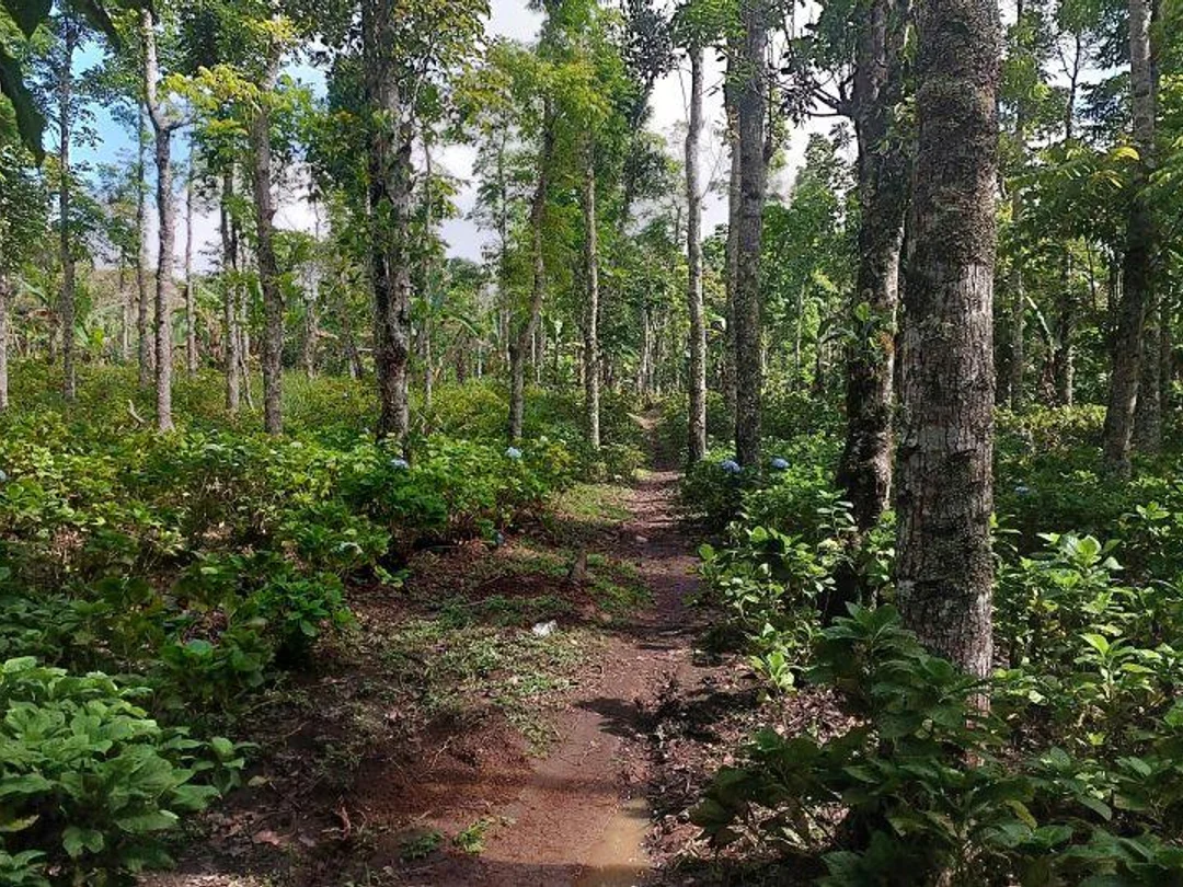 Explore Munduk – Full Day Nature Adventure 5