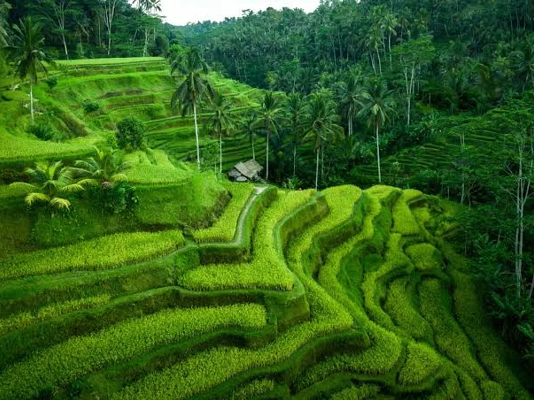 Ubud Tour B - Ubud - Photo 7