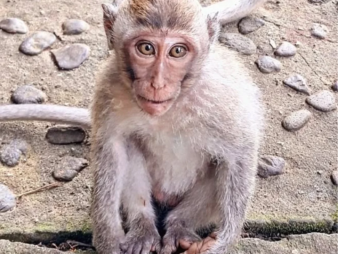 Best of Ubud Tour: Monkey Forest, Rice Terrace & Waterfall | Bali - Ubud - Photo 6