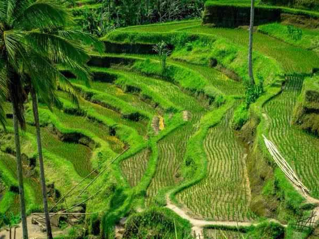 Custom Bali tour -Choose your own destination 3